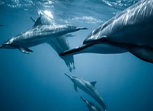 乐鱼体育APP-雷霆管理层运作创历史！史上最高数额交易特例诞生